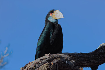 A black toucan with brilliant red eyes perched on a limb against a blue sky.