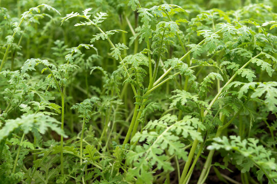 Siderat. Phacelia The plant is intended to improve the structure of soils. Close-up.