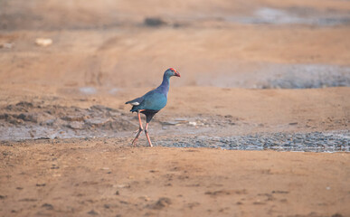 Western swamphen walking on the open land
