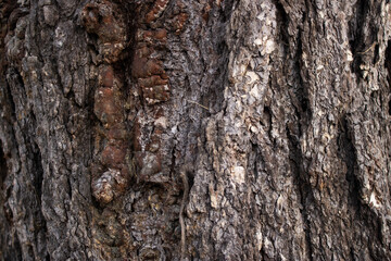 Larch tree trunk grey rough bark texture on sunny day.