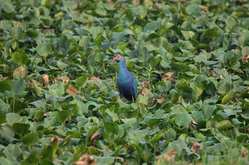 Western swamphen in a swamp full of water plants