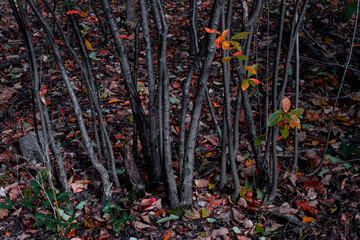 New York City - USA - Nov 5 2020: Beautiful Foliage Colors of Central Park New York