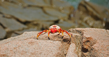crab on the rocks