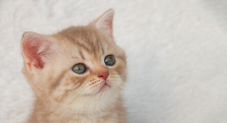 Obraz premium portrait of a small tabby british kitten, on a white background