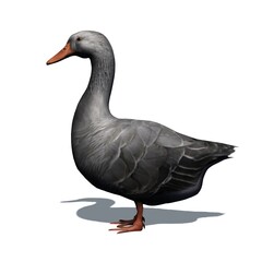 Farm animals - gray goose with shadow on the floor - isolated on white background - 3D illustration