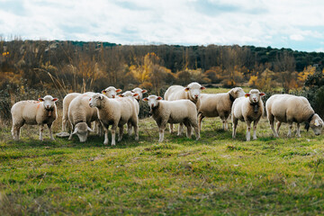 Naklejka na ściany i meble Group of sheep are looking at camera