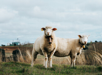 Two sheep with bell are looking at camera