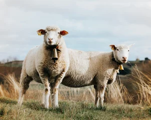 Fotobehang Schapen Two sheep with bell are looking at camera  © PepinPedros
