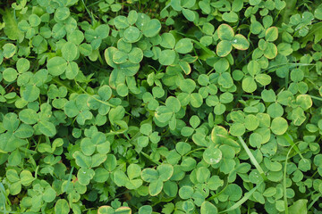 Green background with three-leaved shamrocks