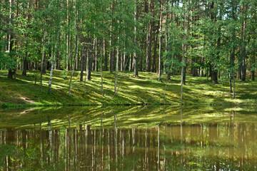Obraz premium The rays of the sun through the leaves. Reflection in the lake.