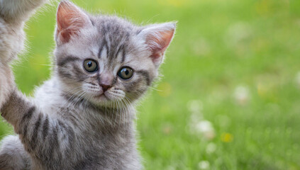 Naklejka na ściany i meble small gray striped british kitten on green grass in summer