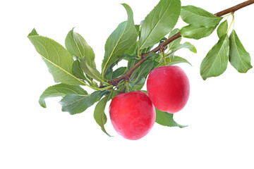 Two red plums on the branch isolated on a white