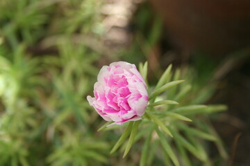 pink rose bud