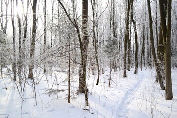 forest in winter. trail in fabulous winter snow, all the trees are covered with frost and snow