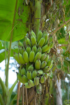 bunch of green bananas