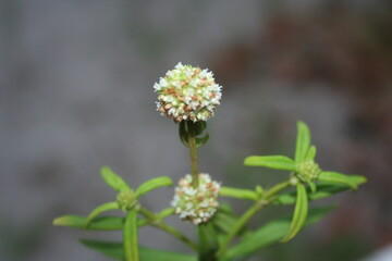 close up of a glass' flower