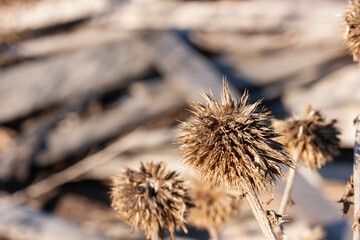 Dry brown thistle in mid autumn