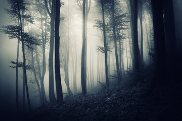 fantasy forest, trees in fog in dark landscape