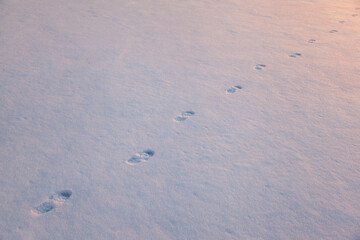 traces of animals on white snow