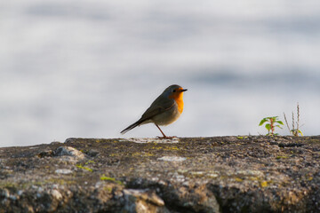 petirrojo (Erithacus rubecula) posado sobre roca con líquenes. Fondo azul con bokeh.