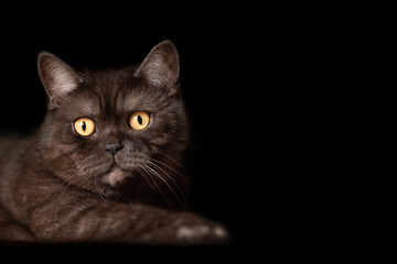 Obraz premium Chocolate tabby scottish straight cat with big yellow eyes on black background