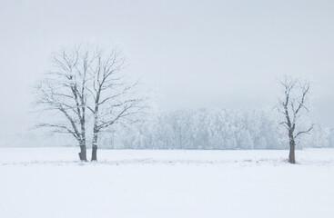 Winter landscape, two trees covered with white frost in a white field