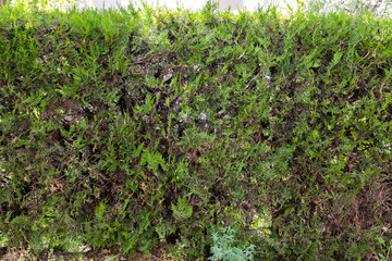 Outdoor garden edge hedge plant pine thuja sapling.