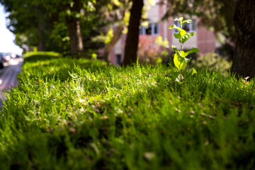 Outdoor garden edge hedge plant pine thuja sapling.
