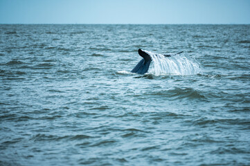 Naklejka premium Bryde's whale or Eden's whale in the tropical sea