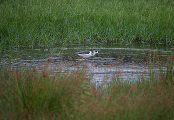 Black-winged stilt standing in water
