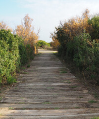 Fototapeta premium Wooden path in the forest