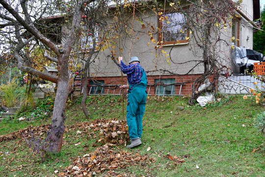 The traditional way of raking autumn leaves in the garden in the village