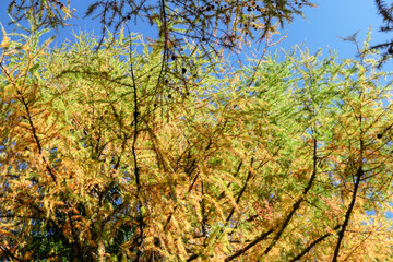 A view on colorful trees, changing for autumn on the slopes of Hochschwab in Austrian Alps. The larch are changing from green to yellow and orange. Autumn vibes. Beauty of the nature. Wilderness