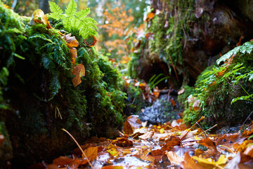 green moss and yellow leaves on the forest floor, between stones. closeup view.