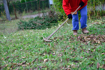 Relax by work in the village while raking the yellow leaves in autumn
