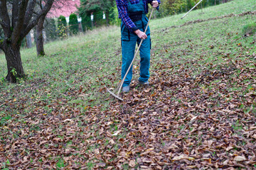 Cleaning the lawn in the garden from fallen autumn leaves before winter

