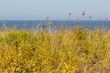 Nature reservat called Neptuni akrar, Oeland, Sweden