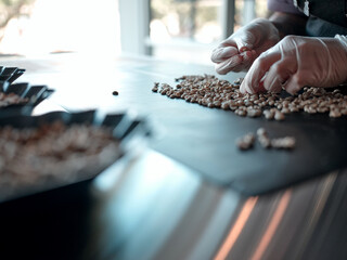 Selection. Close up shot of hands of worker in protective gloves choosing the beans of the best...