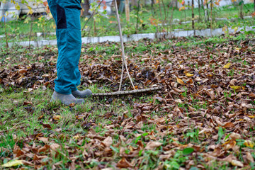 Cleaning the lawn in the garden from fallen autumn leaves before winter


