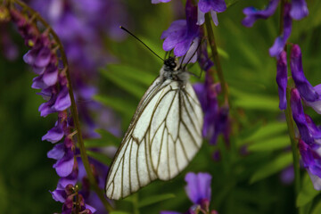 butterfly on flower
