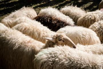 sheep wool animal curvy war natural © Samperix