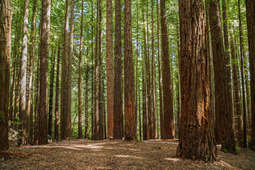 sequoia tree natural park cantabria