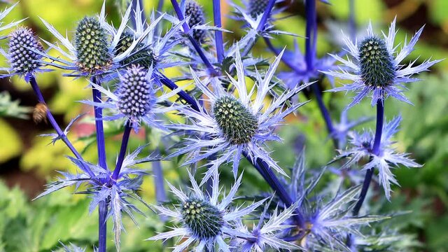 thistle blue flower,  Eryngium x zabelii variety Big Blue. 
