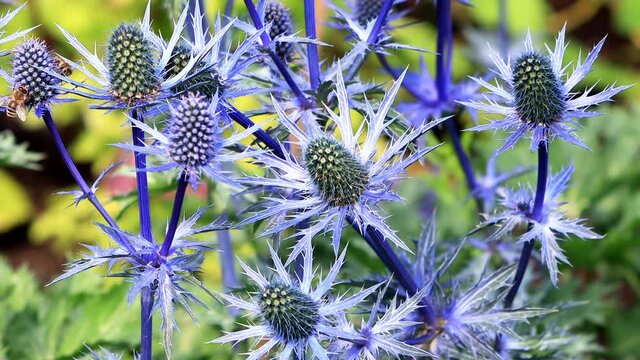 thistle blue flower,  Eryngium x zabelii variety Big Blue. 
