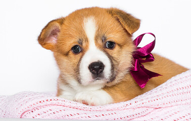 welsh corgi puppy on a  blanket
