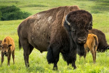 Muurstickers Dit indrukwekkende portret van een Amerikaanse bizon illustreert zijn omvang en kracht. Gefotografeerd op het Kansas Maxwell Prairie Preserve. © ricardoreitmeyer