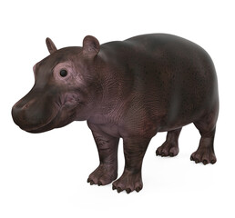 Baby Hippopotamus Isolated