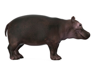 Baby Hippopotamus Isolated