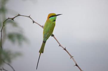 Green Bee Eater sitting on a branch