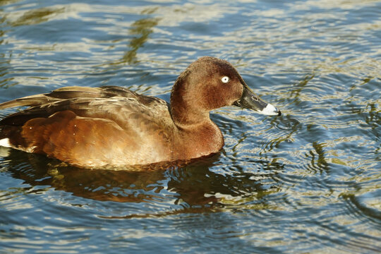 A brown duck. Photo date: Tuesday, November 3, 2020. Photo: Richard Gray/Adobe